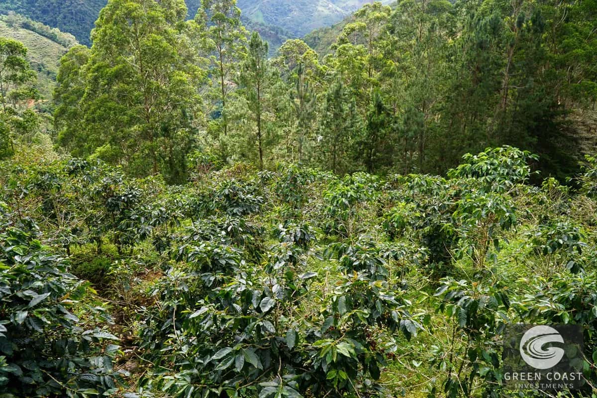 Dominical Uvita Costa Rica Real Estate: 2024 Guide