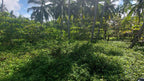 Cheap FrontBeach Lots