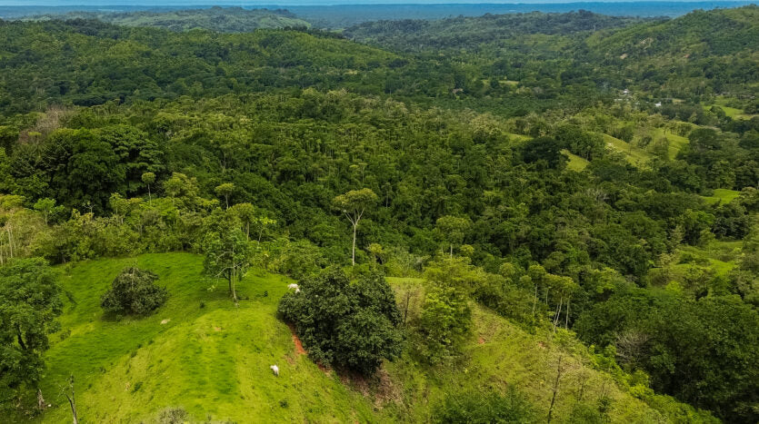 Dream farm with river, waterfalls, pastures, forest and ocean views.