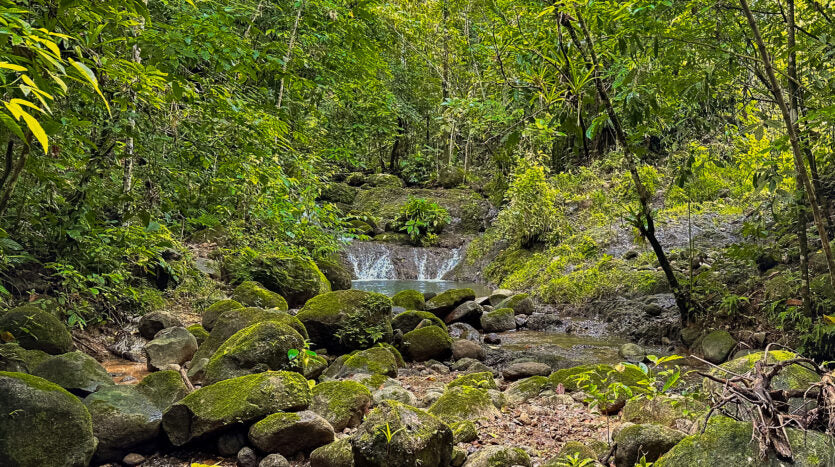 Dream farm with river, waterfalls, pastures, forest and ocean views.