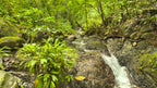 Dream farm with river, waterfalls, pastures, forest and ocean views.