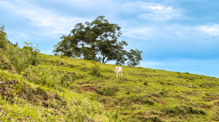 Dream farm with river, waterfalls, pastures, forest and ocean views.