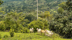 Dream farm with river, waterfalls, pastures, forest and ocean views.