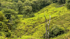 Dream farm with river, waterfalls, pastures, forest and ocean views.