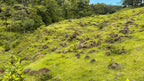 Dream farm with river, waterfalls, pastures, forest and ocean views.