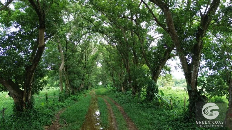 Large Building Lot close to the Water — view 8, Bahía Ballena, Osa, Costa Rica