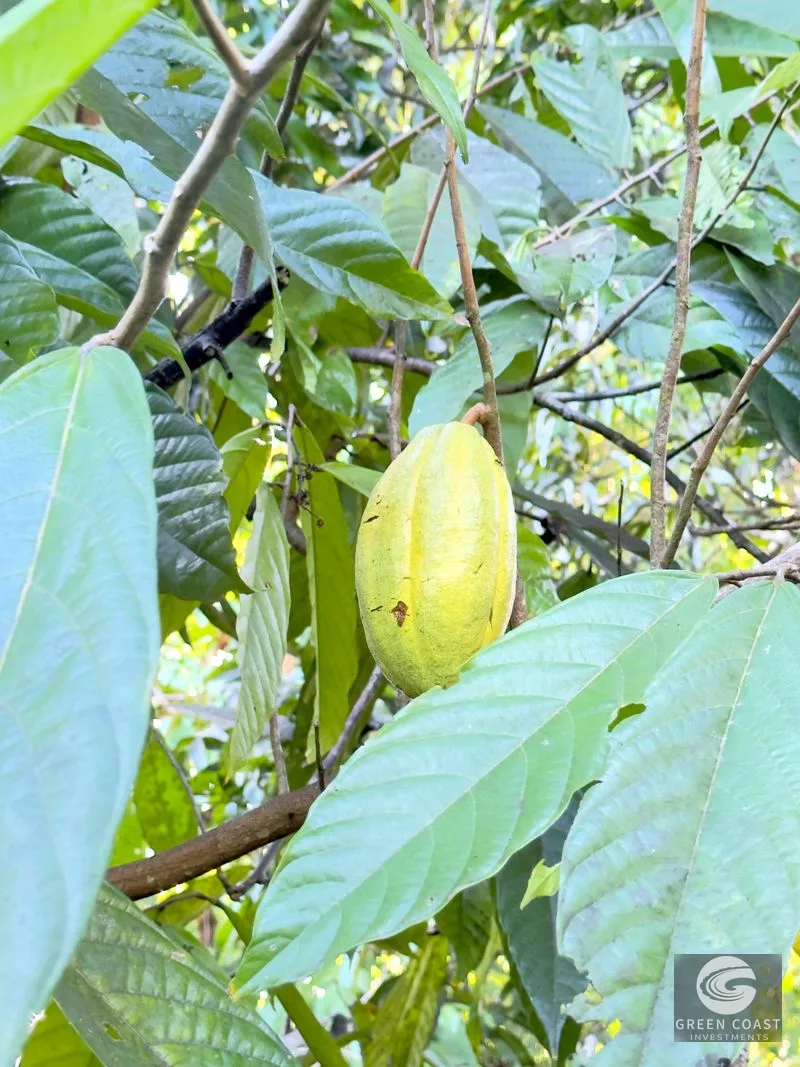 The Sanctuary: Private Edible Paradise with Ocean View & Creek - Tinamastes Retreat — view 6, Tinamastes, Perez Zeledon, Costa Rica