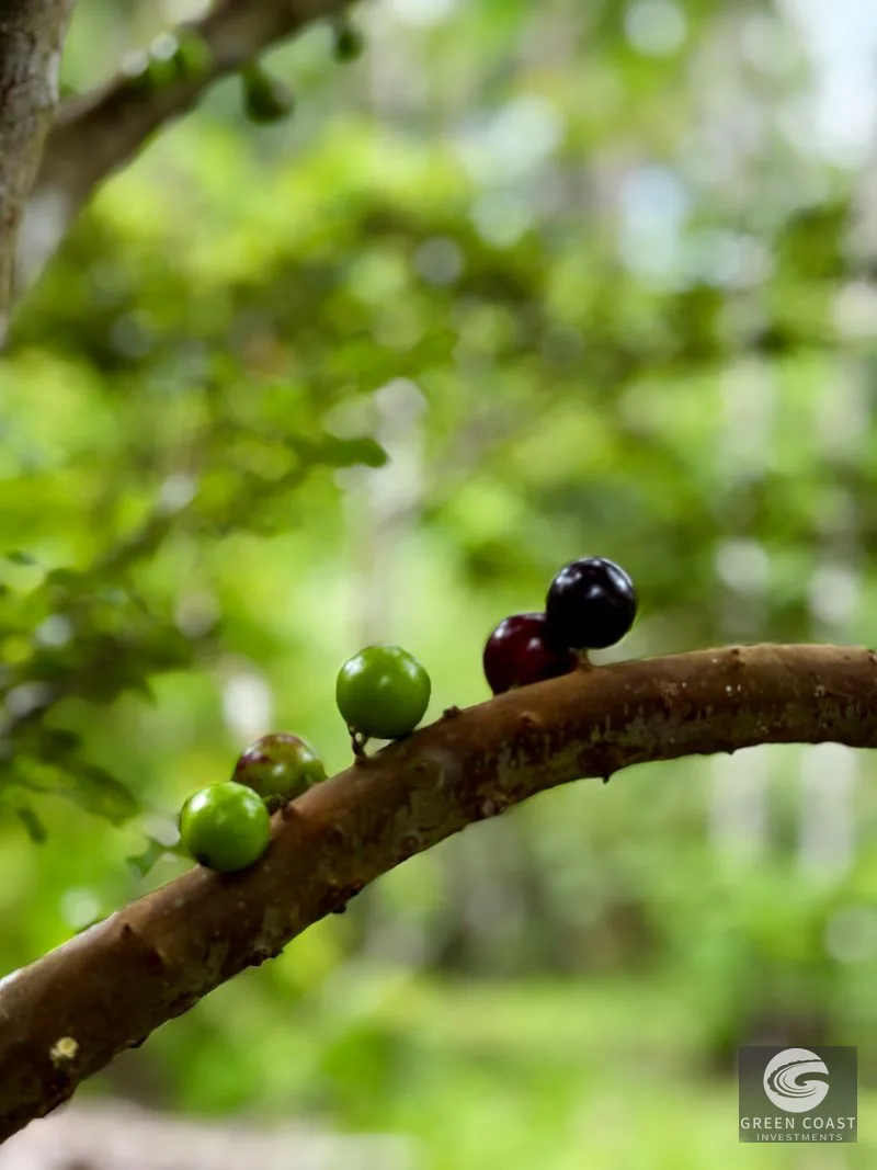 Tropical Fruit Orchard Oasis Near Dominical & San Isidro — view 1, Platanillo, Perez Zeledon, Costa Rica