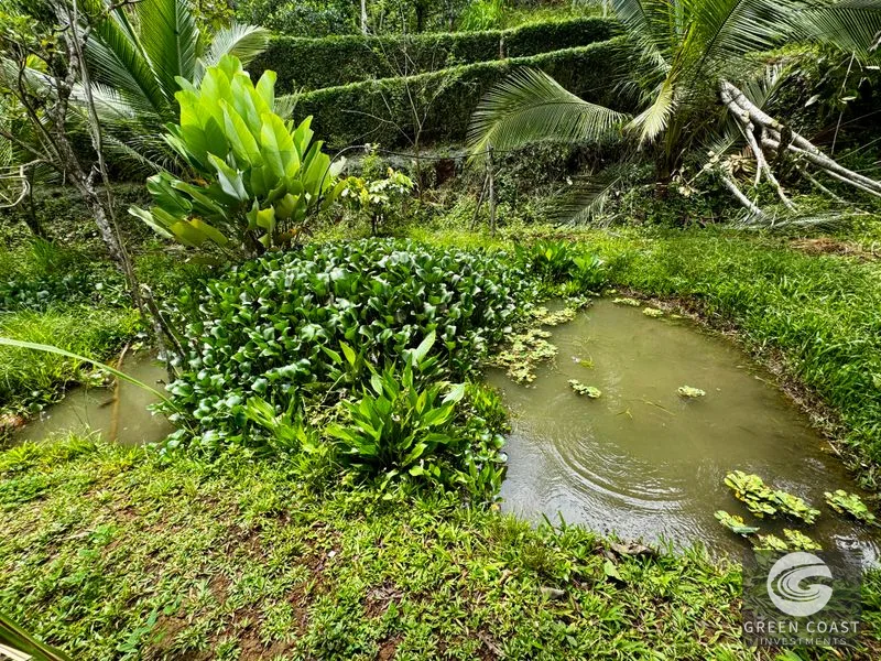 Tropical Fruit Orchard Oasis Near Dominical & San Isidro — view 2, Platanillo, Perez Zeledon, Costa Rica