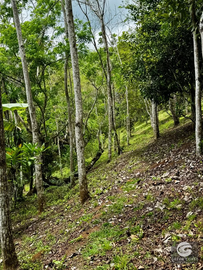 Tropical Fruit Orchard Oasis Near Dominical & San Isidro — view 10, Platanillo, Perez Zeledon, Costa Rica