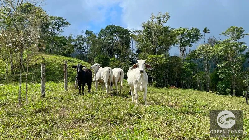 Costa Rican Mountain View Farm: Pastures, River & 5 Potential Building Sites near Uvita — view 3, Perez Zeledon, Costa Rica