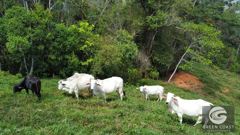 Costa Rican Mountain View Farm: Pastures, River & 5 Potential Building Sites near Uvita — view 9, Perez Zeledon, Costa Rica