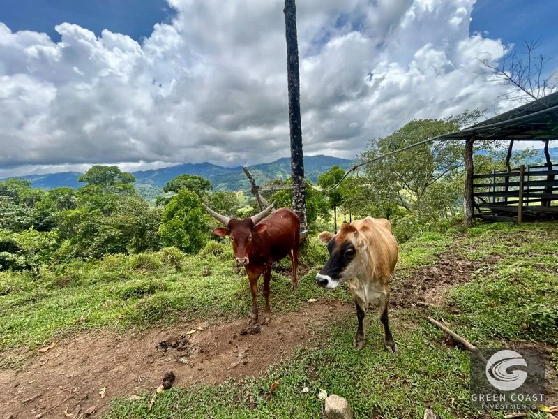 San Vito Mountain Retreat: Treehouse-Style Home, Waterfalls & Fertile Land — view 27, San Vito, Coto Brus, Costa Rica