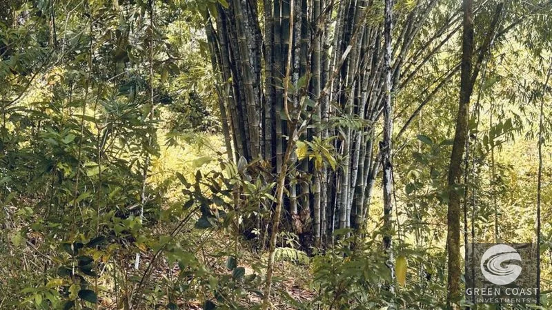66.5-Acre Jungle Oasis Near Quepos: Off-Grid Paradise with Development Potential — view 5, Calle Concepción Arriba, Quepos, Costa Rica