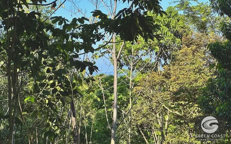 Private 1.25-Acre Rainforest Lot with Creek Frontage – Matapalo's Hidden Gem — view 7, Quepos (Aguirre), Costa Rica