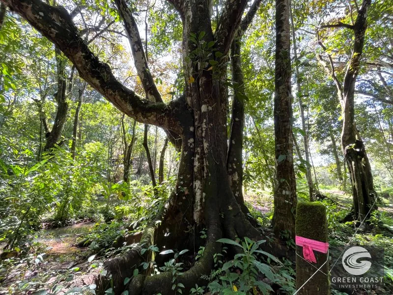Prime 1,914 m² Flat Lot in Tortuga Near Ojochal – Build Your Dream Home! — view 12, Bahia Ballena, Costa Rica