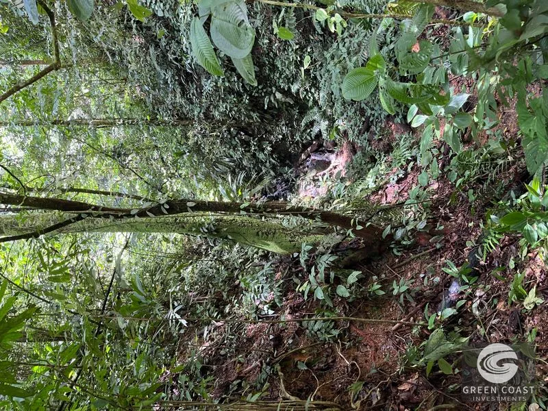 Rainforest Oasis Near Esquipulas Lodge: 61 Acres with Creek, Views & Utilities - Owner Financing! — view 10, Quepos, Quepos, Costa Rica