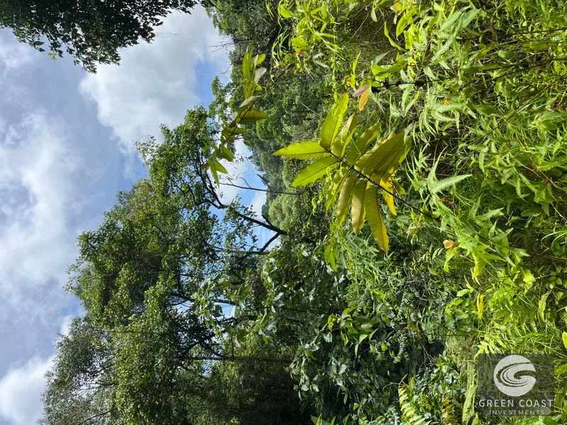 Rainforest Oasis Near Esquipulas Lodge: 61 Acres with Creek, Views & Utilities - Owner Financing! — view 11, Quepos, Quepos, Costa Rica