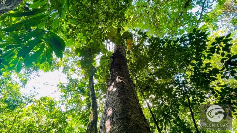Nature Retreat Estate – Southern Pacific Zone, Costa Rica — view 66, Tres Rios, Osa, Costa Rica