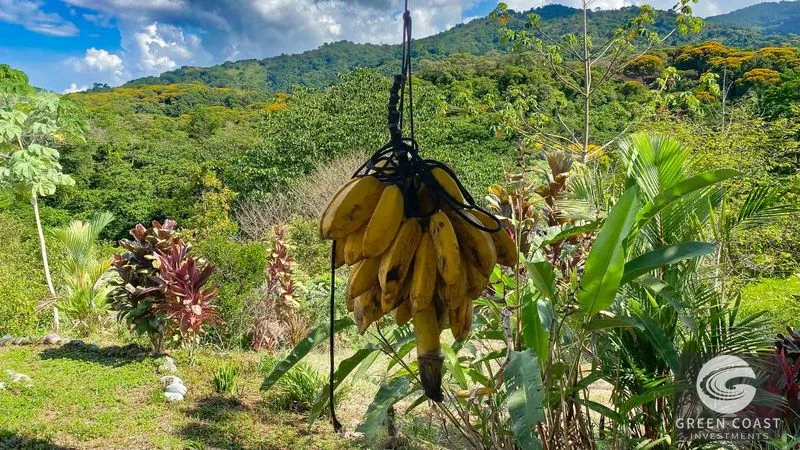 32-Acre Self-Sustainable Off-Grid Farm Near Ojochal with House, Solar Power & River — view 59, Balsar, Cortes, Costa Rica