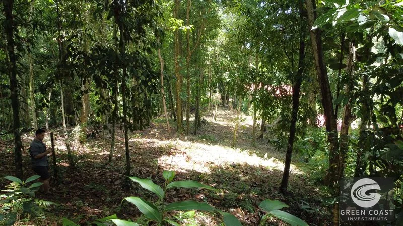 Ballena Mountain Estate: 1.6 Acres of Private Jungle Views Near Uvita & Beaches — view 6, Ballena, Ballena, Costa Rica