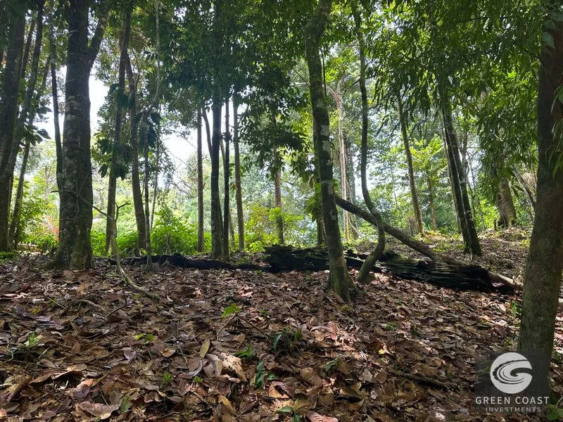 Ballena Mountain Estate: 1.6 Acres of Private Jungle Views Near Uvita & Beaches — view 8, Ballena, Ballena, Costa Rica