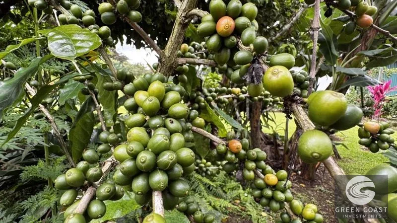 3-BR Sustainable Oasis on 0.48 Acres with Lush Fruit Orchards in San Ramon — view 6, San Ramón, Costa Rica