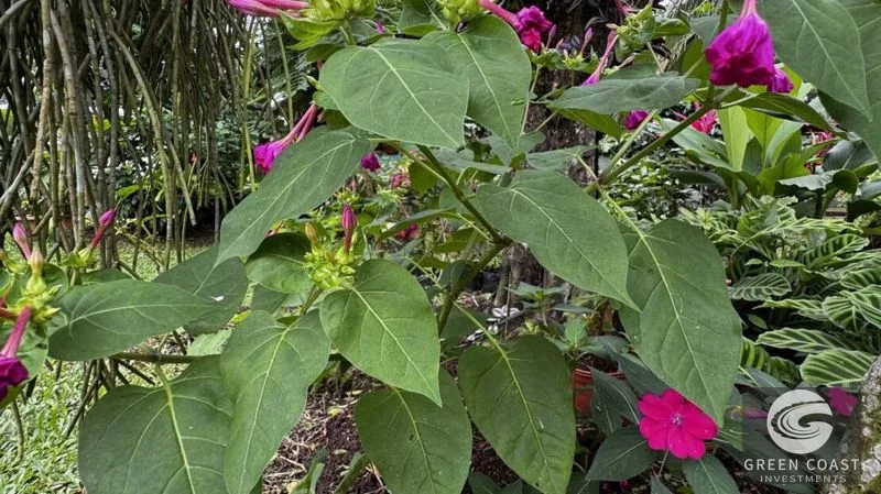 3-BR Sustainable Oasis on 0.48 Acres with Lush Fruit Orchards in San Ramon — view 7, San Ramón, Costa Rica