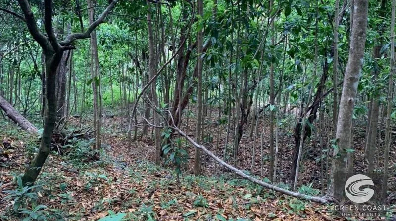 21-Hectare Eco-Farm with Ocean Views in Bijagual – Perfect for Sustainable Development — view 6, Bijagual, Bijagual, Costa Rica