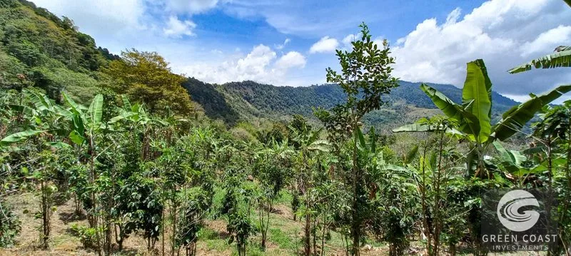 Uvita Mountain View Acreage with Ready Building Sites, Fruit Orchards & Utilities — view 9, Bahía Ballena, Osa, Costa Rica