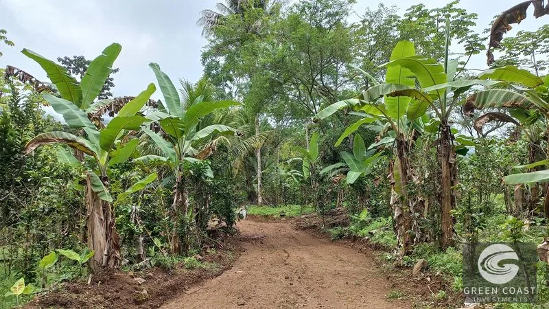 Uvita Mountain View Acreage with Ready Building Sites, Fruit Orchards & Utilities — view 10, Bahía Ballena, Osa, Costa Rica