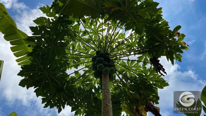 Uvita Mountain View Acreage with Ready Building Sites, Fruit Orchards & Utilities — view 20, Bahía Ballena, Osa, Costa Rica