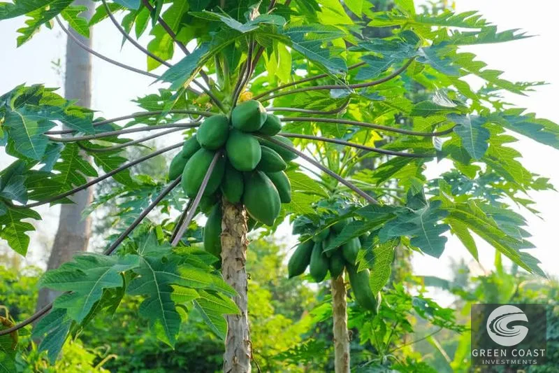 Uvita Mountain View Acreage with Ready Building Sites, Fruit Orchards & Utilities — view 21, Bahía Ballena, Osa, Costa Rica