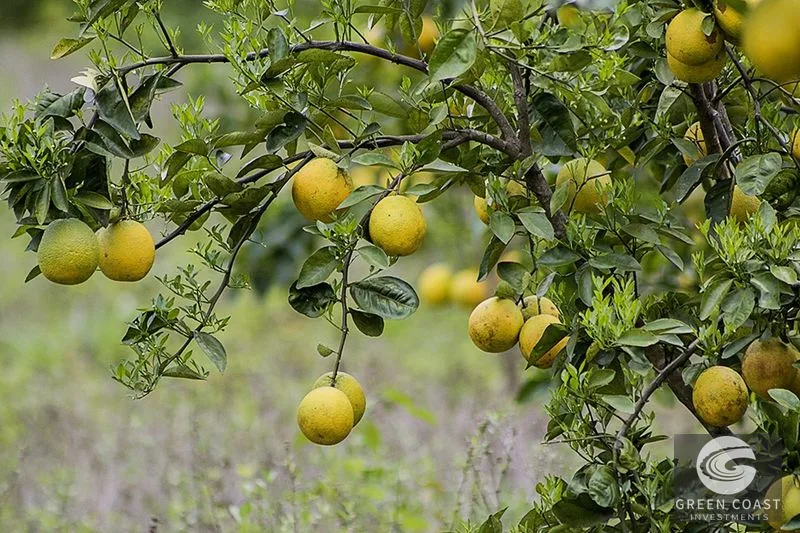 Uvita Mountain View Acreage with Ready Building Sites, Fruit Orchards & Utilities — view 23, Bahía Ballena, Osa, Costa Rica
