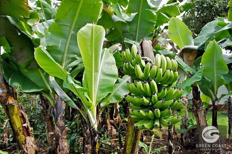 Uvita Mountain View Acreage with Ready Building Sites, Fruit Orchards & Utilities — view 24, Bahía Ballena, Osa, Costa Rica