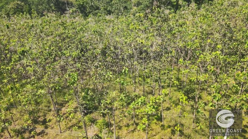 Build-Ready 1.2-Acre Mountain Stream Lot Near Matapalo Beach — view 9, Savegre, Quepos, Costa Rica