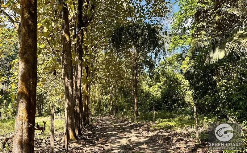 13-Acre Private Jungle Sanctuary with Creek & Fertile Soil in Parrita — view 5, Parrita, Costa Rica