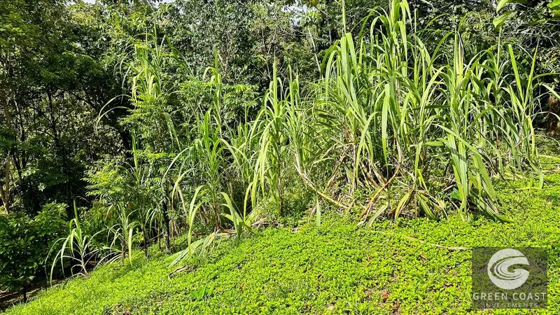 4-Bed Riverfront Estate with Massive Fruit Orchard & Mountain Views near Quepos — view 5, Naranjito, Quepos, Costa Rica