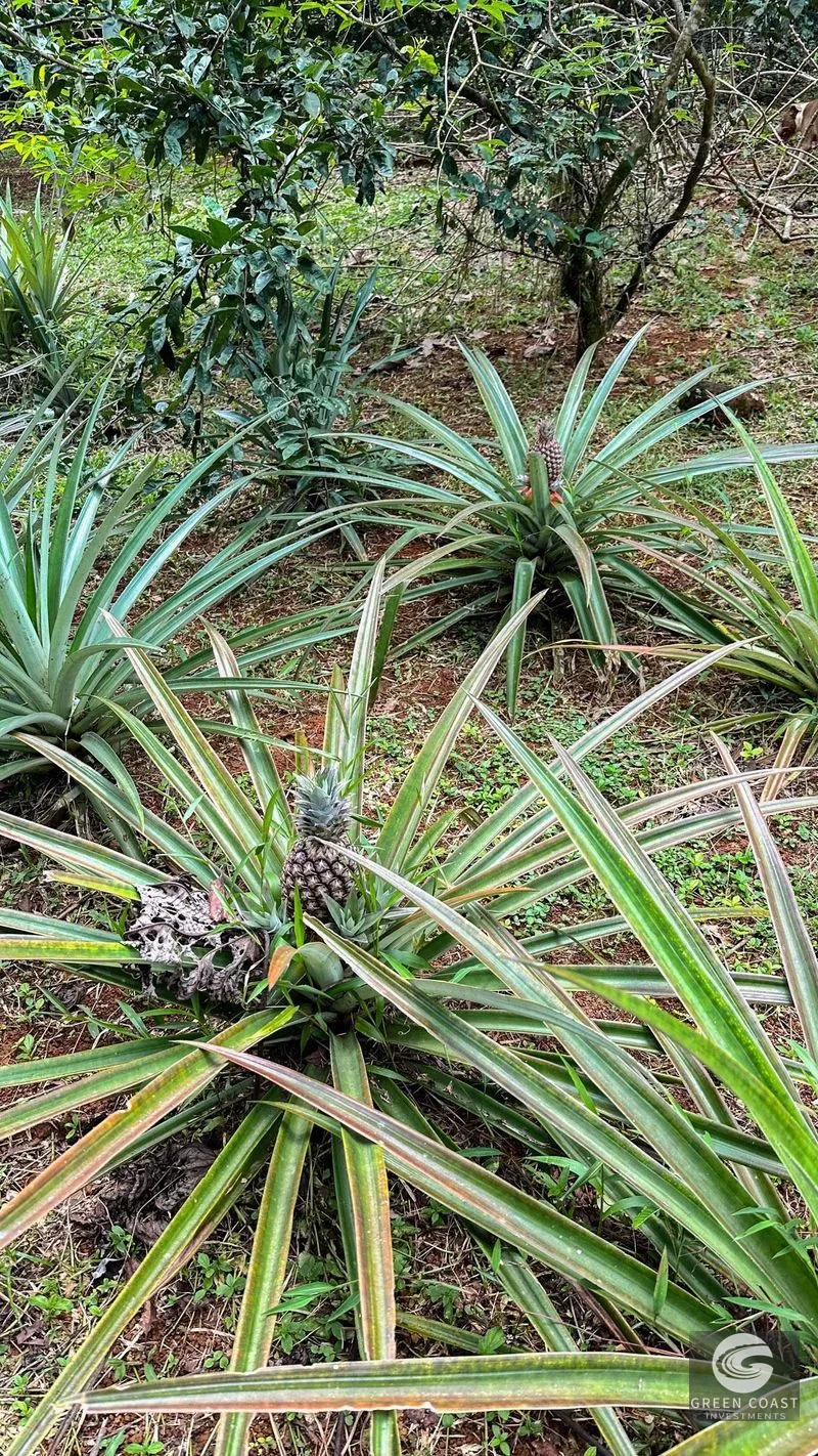 4-Bed Riverfront Estate with Massive Fruit Orchard & Mountain Views near Quepos — view 6, Naranjito, Quepos, Costa Rica