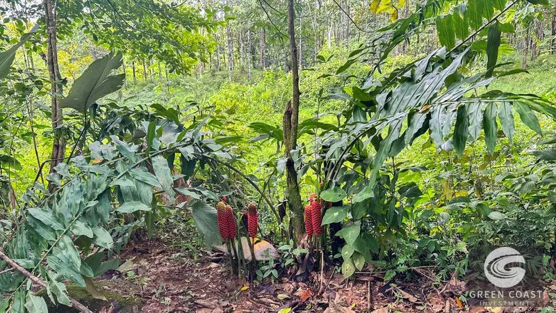 4-Bed Riverfront Estate with Massive Fruit Orchard & Mountain Views near Quepos — view 8, Naranjito, Quepos, Costa Rica
