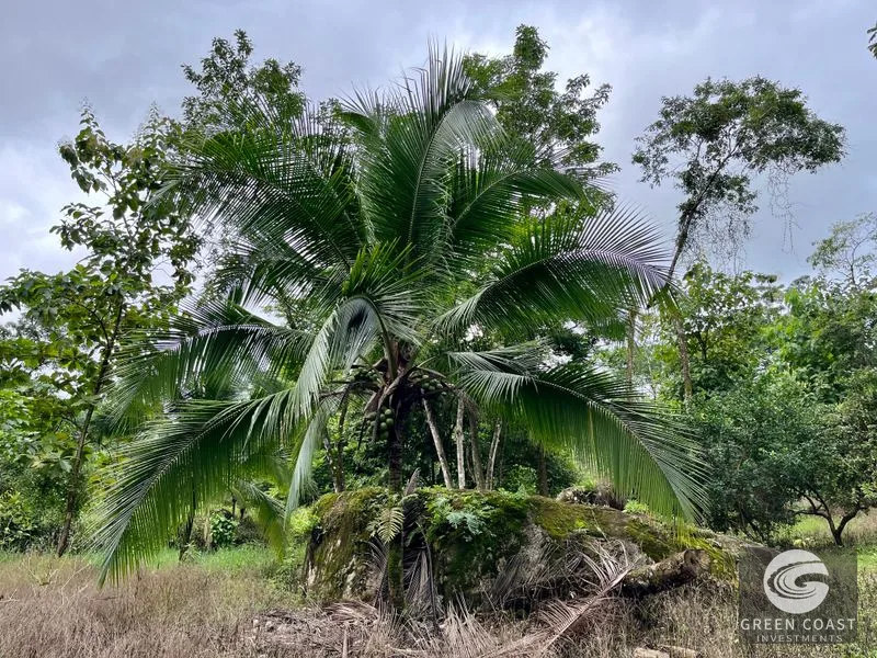 4.3-Acre Riverfront Oasis with Pond and Versatile Commercial/Residential Structure in Quepos — view 6, Londres, Quepos, Costa Rica