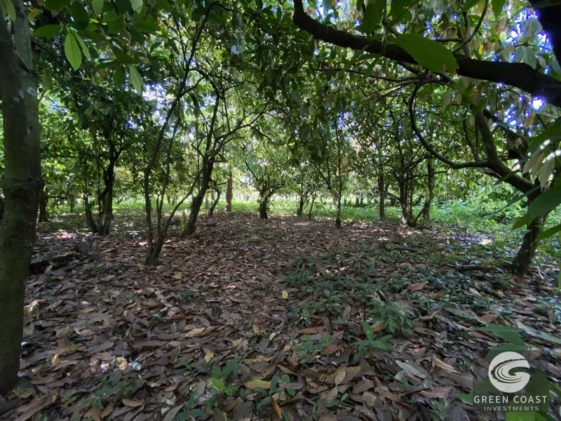 Prime Commercial Lot in Downtown Uvita: Flat, Subdividable Land with Paved Road Frontage — view 6, Dominical, Costa Rica