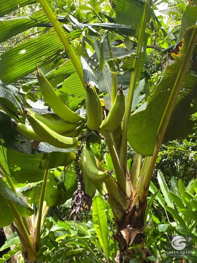 Affordable 3-BR Pavones Beach Cottage with 50+ Fruit Tree Varieties on Private Half-Acre — view 5, Pavones, Costa Rica