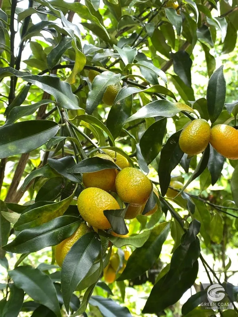 Affordable 3-BR Pavones Beach Cottage with 50+ Fruit Tree Varieties on Private Half-Acre — view 9, Pavones, Costa Rica