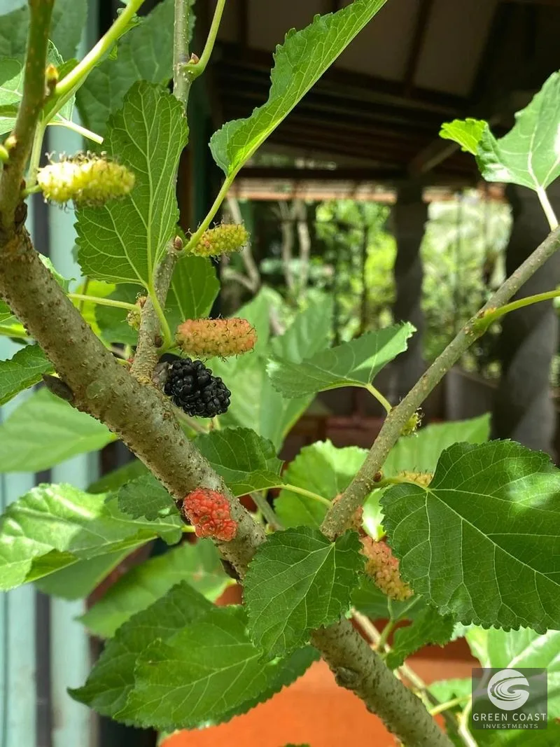 Affordable 3-BR Pavones Beach Cottage with 50+ Fruit Tree Varieties on Private Half-Acre — view 15, Pavones, Costa Rica
