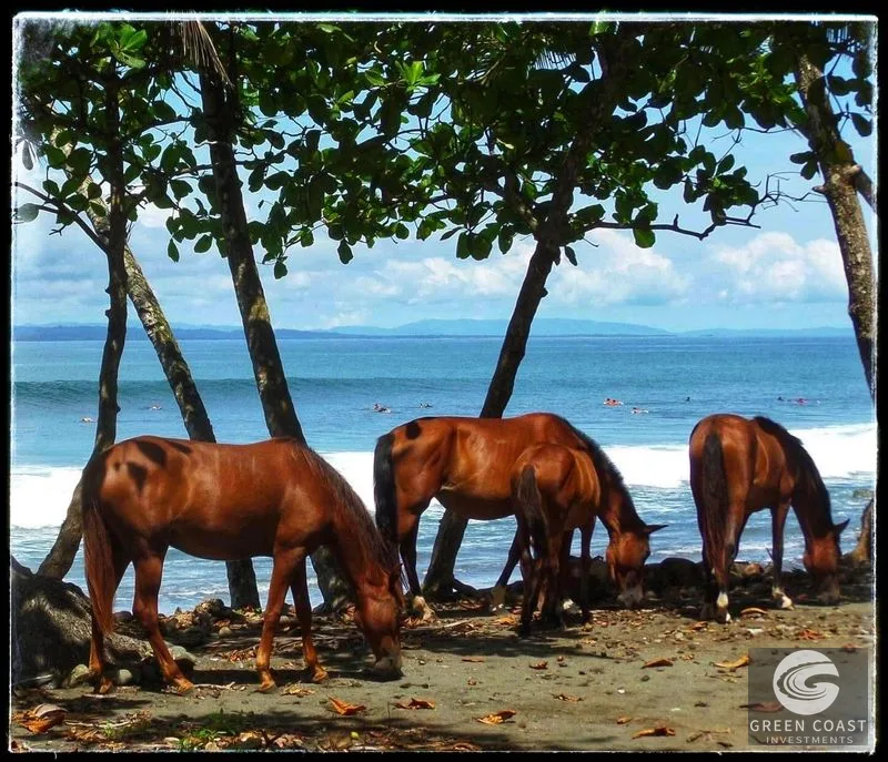 10-Room Surf Hotel in Pavones Steps from the Beach with Proven Cash Flow — view 17, Pavones, Costa Rica