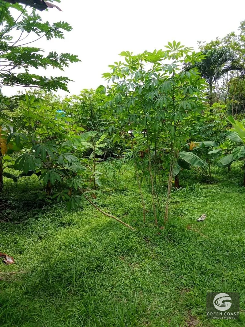 Pavones Beach Lot with Fixer-Upper: Prime Rental Potential & Steps to the Surf — view 5, Pavones, Costa Rica