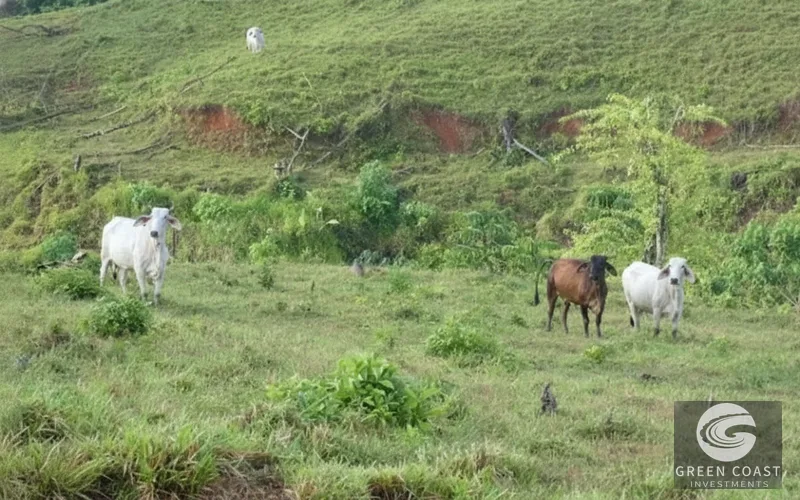 Prime 3.2-Hectare Eco-Resort Development Lot Near Pavones Surf — view 15, Pavones, Golfito, Costa Rica