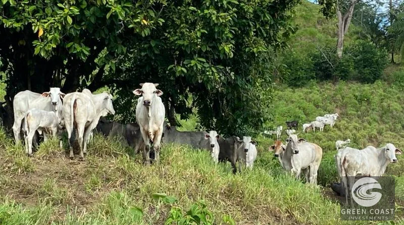 189-Acre Pavones Ocean-View Ranch: A Private Jungle Paradise Near World-Class Surf — view 6, Pavones, Golfito, Costa Rica