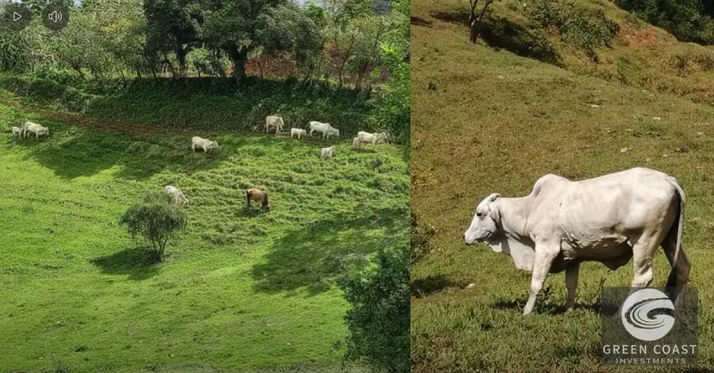 37-Hectare Eco-Farm in Carara with Rivers, Mountain Views, and 2-Bed Home — view 7, Carara, Turrubares, Costa Rica